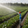 Farm Sprinkler – 30m Agricultural Irrigation 360° Spray Head